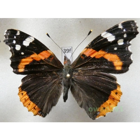 Vanessa atalanta (Linnaeus, 1758) Poland39f